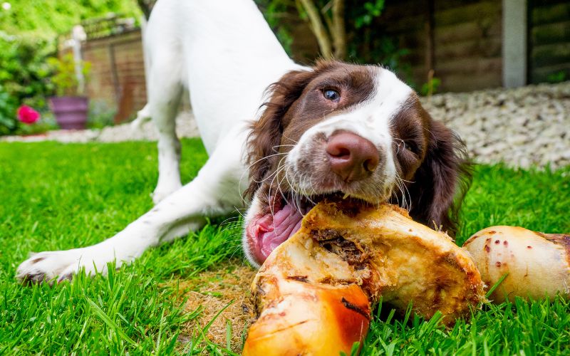 working cocker spaniel