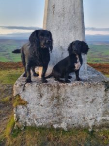 working cocker spaniel