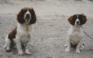 English Springer Spaniel