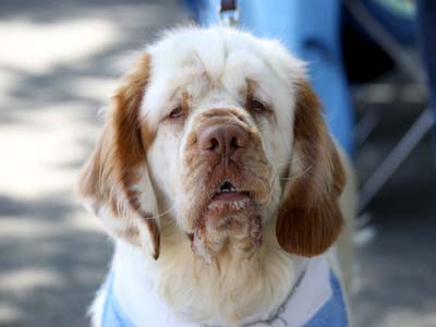 clumber spaniel