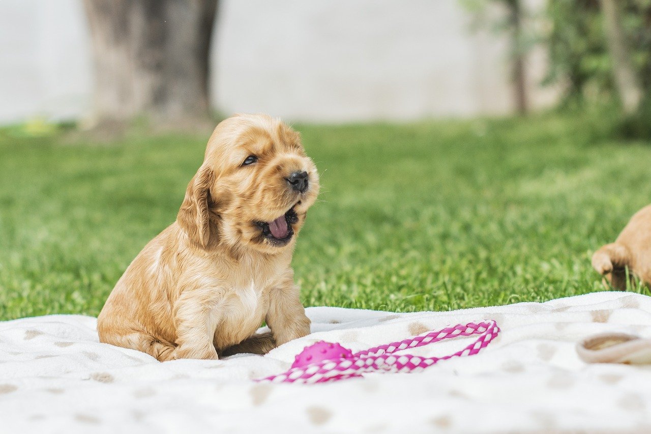 getting a spaniel to sit