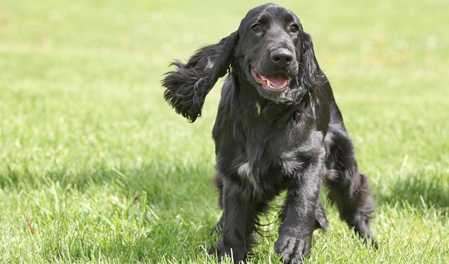 Spaniel Breeds - Which Spaniel Should I Get? 6 field spaniel