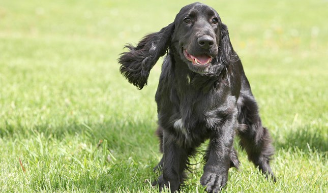 field spaniel