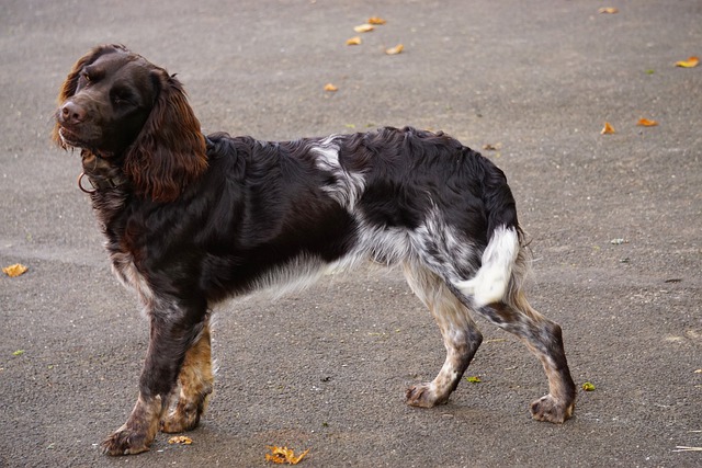 german spaniel