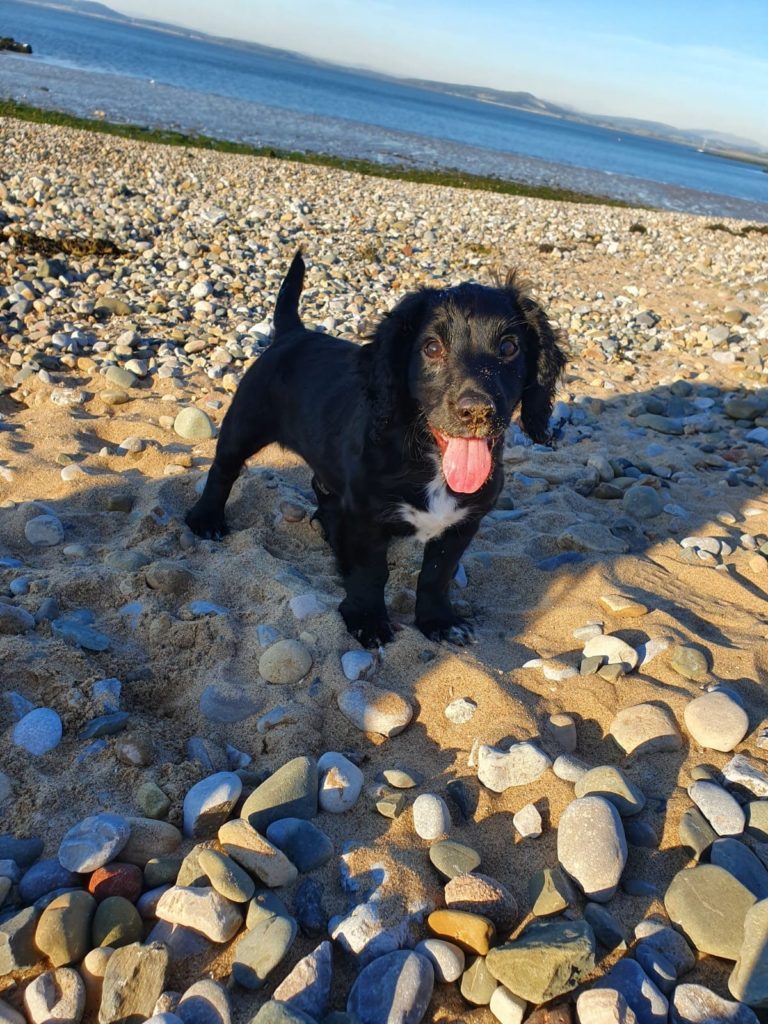 how do you teach a spaniel a blind retrieve