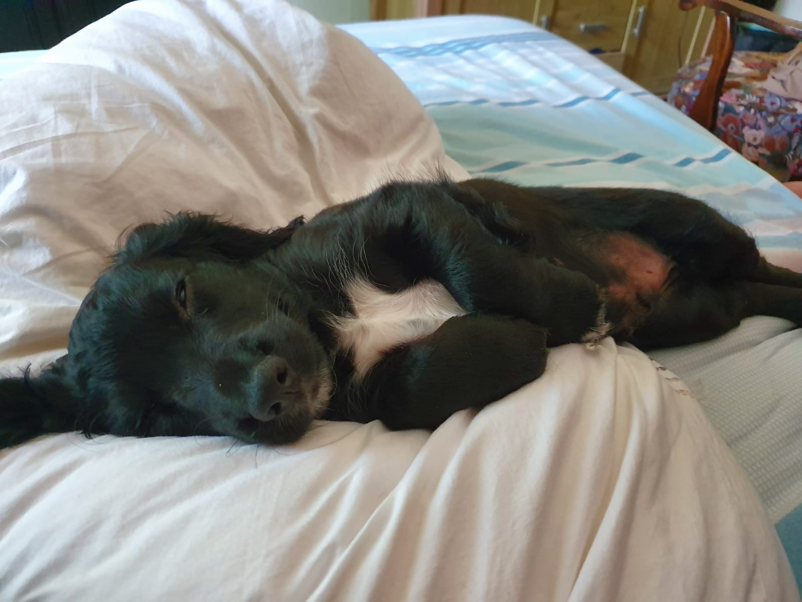 Can Cocker Spaniels Live Outside In A Kennel Or Dog House?