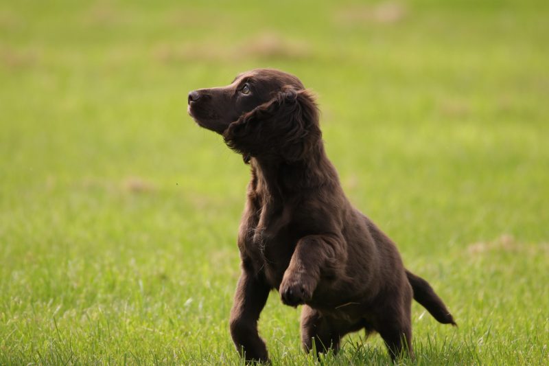 Cocker Spaniel Steadiness Training