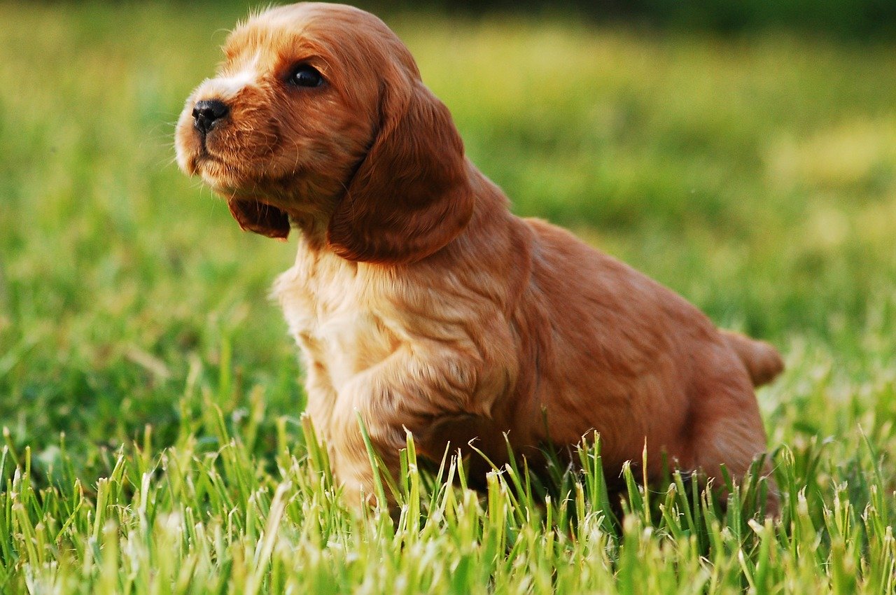 how to care for a cocker spaniel