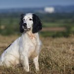 how to get a spaniel to sit at distance