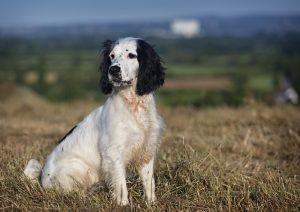 how to get a spaniel to sit at distance