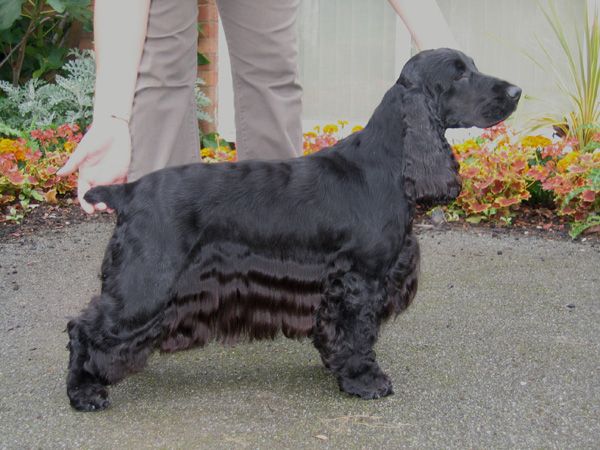 show cocker spaniel