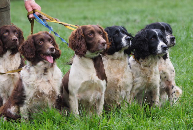 basic spaniel training