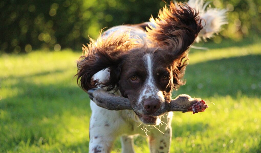 training the working spaniel