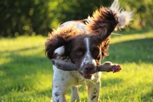 basic spaniel training