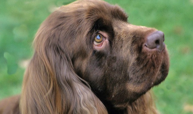sussex spaniel