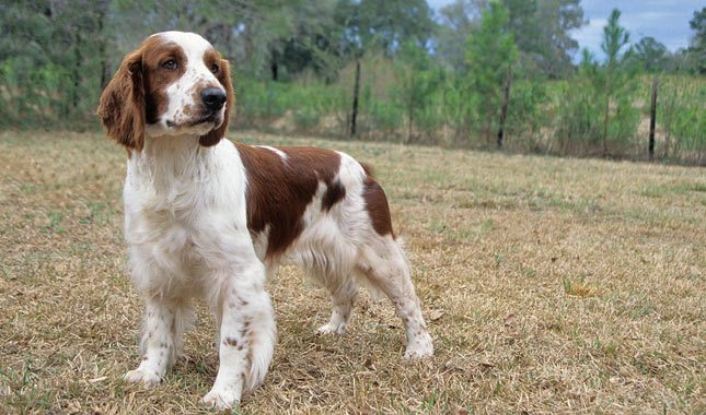 welsh springer spaniel