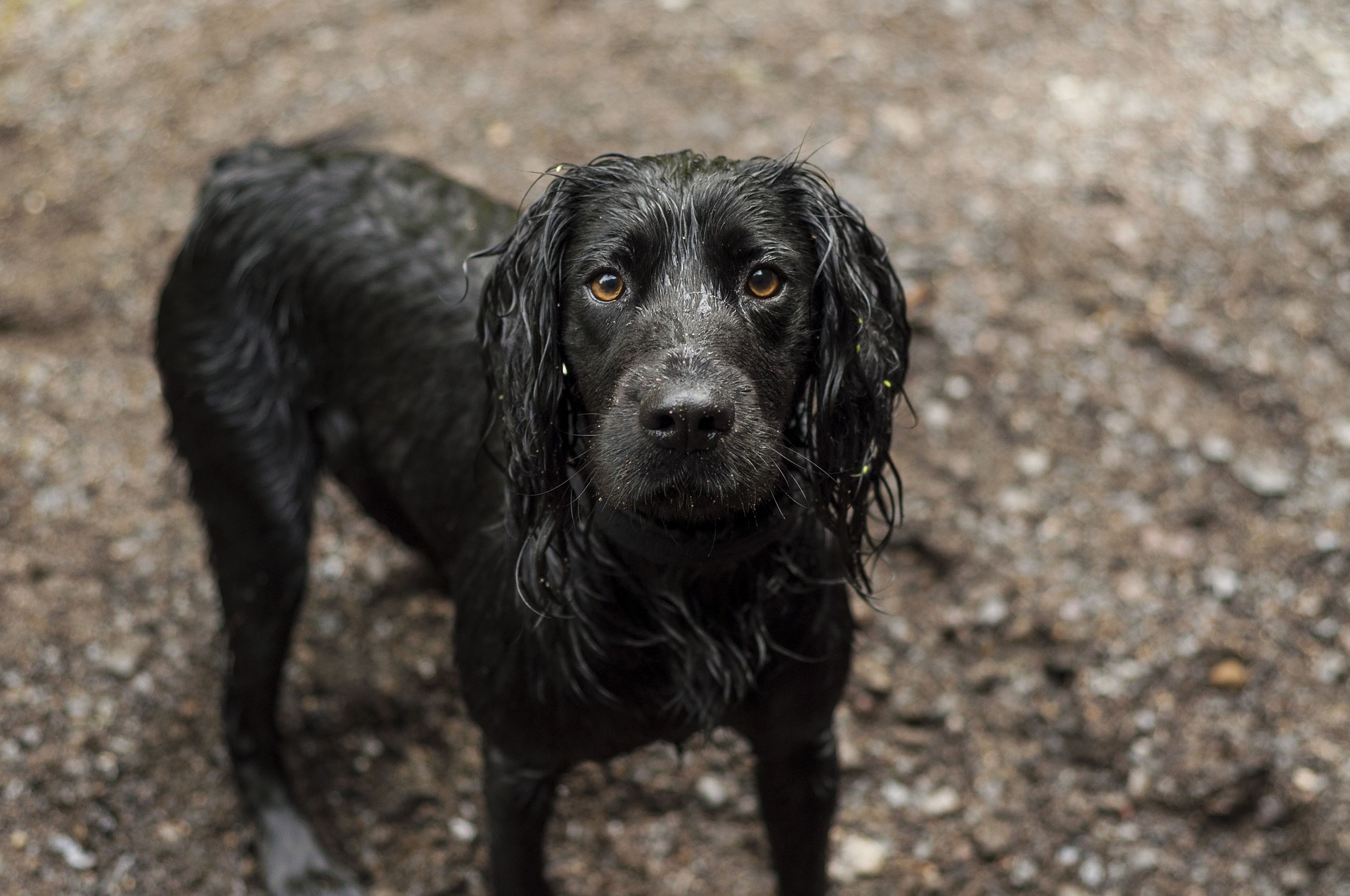 cocker spaniel training