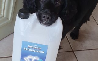 Why Do Dogs Quiver Their Lips Easy Spaniel Training