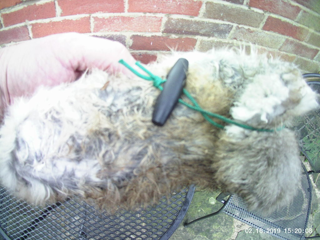 Spaniel Gun Dog Training Kit 14 fur training dummy