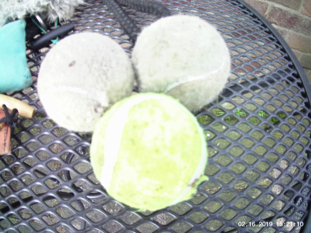 Spaniel Gun Dog Training Kit 15 tennis balls for retreiving