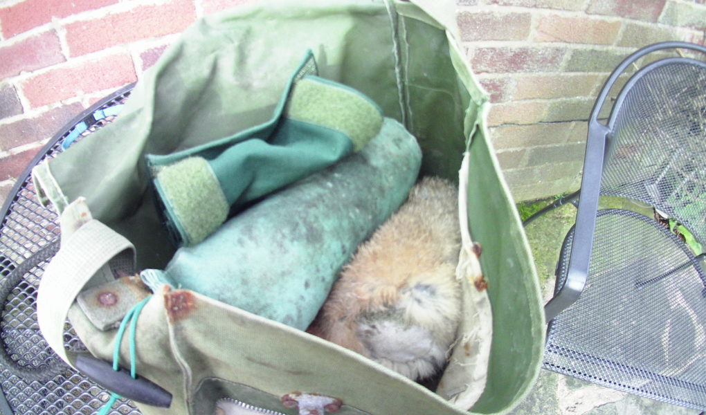 gun dog training kit