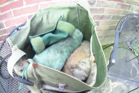 spaniel training kit