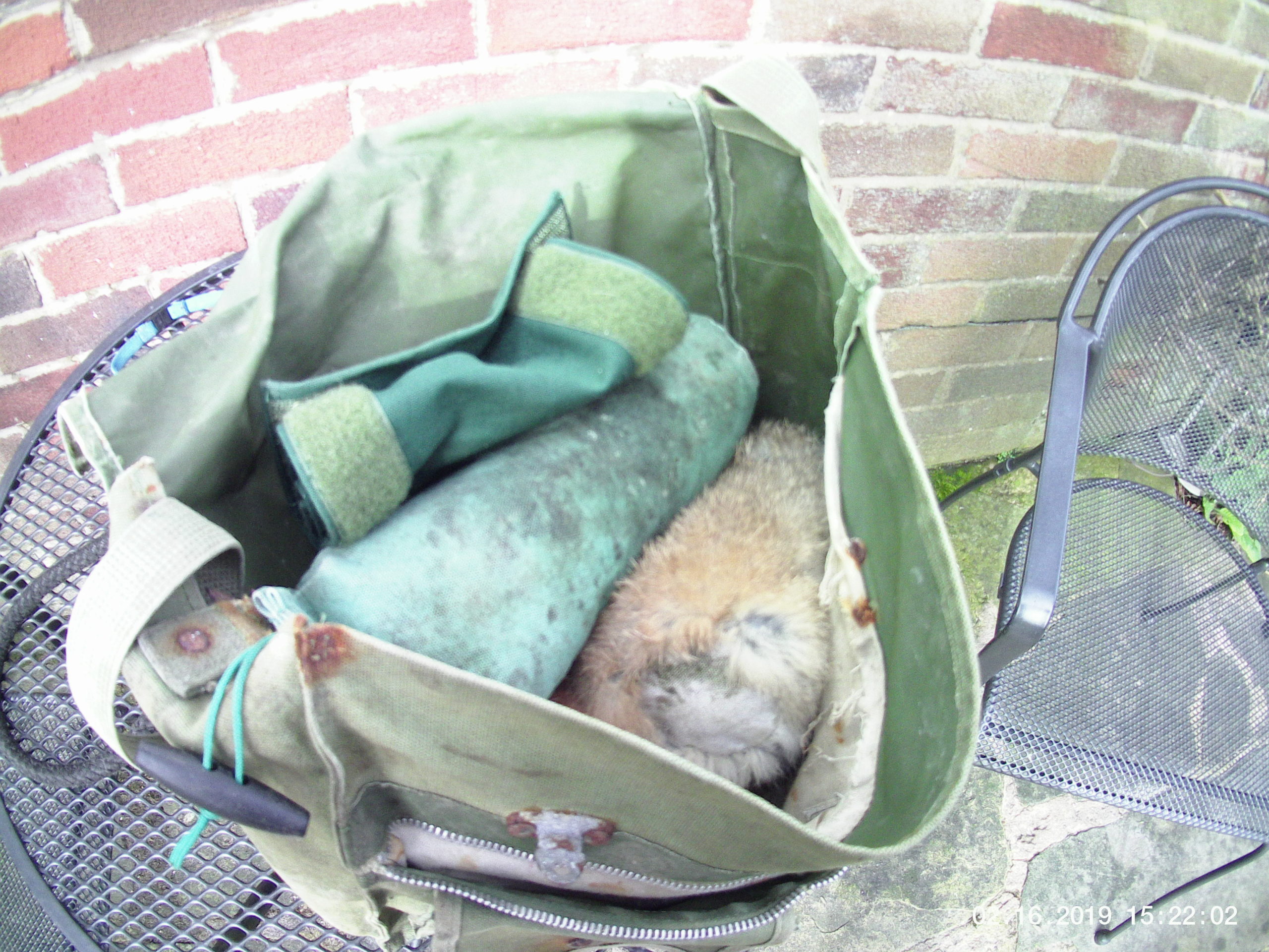 spaniel training kit