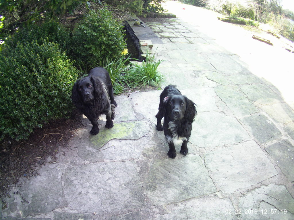 About Me 2 busy cocker spaniels