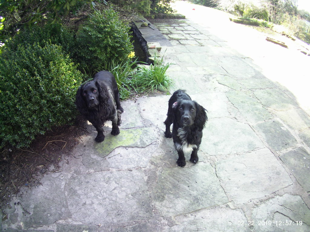 busy cocker spaniels