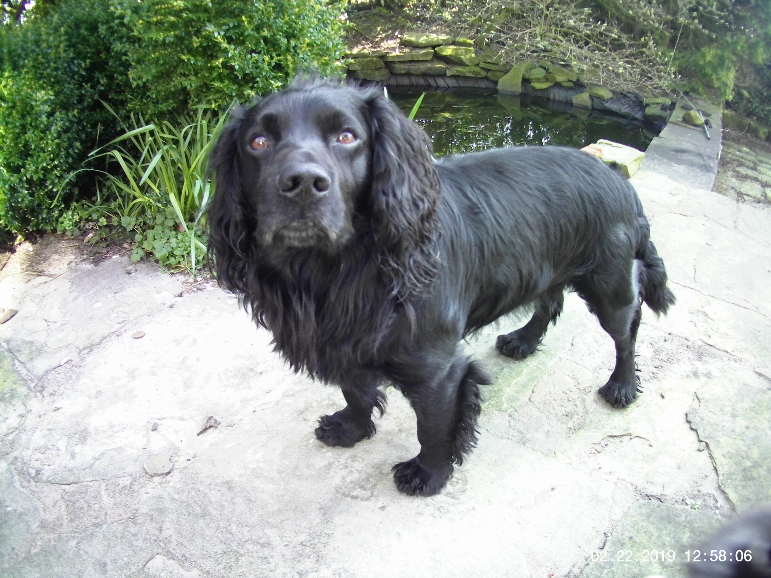 How to keep a Cocker spaniel busy