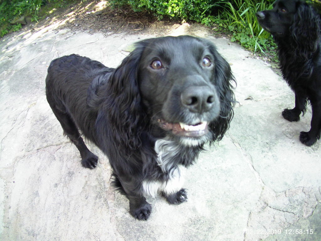 Spaniel Breeds - Which Spaniel Should I Get? 3 keep a cocker spaniel busy