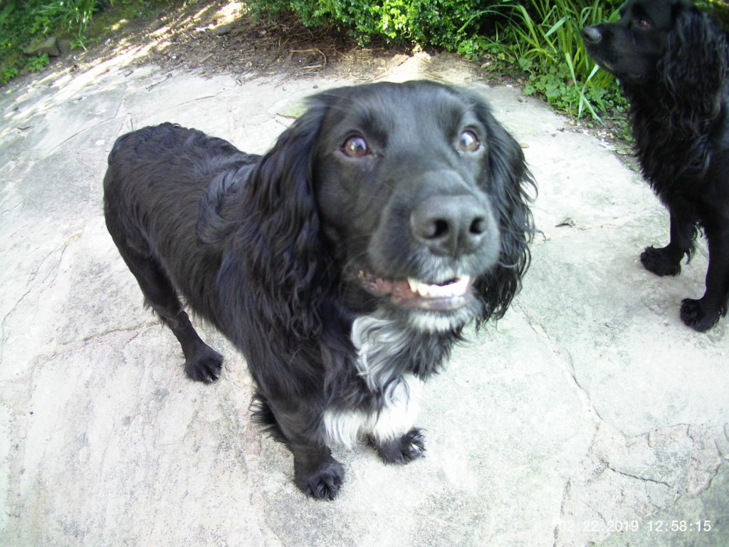 keep a cocker spaniel busy