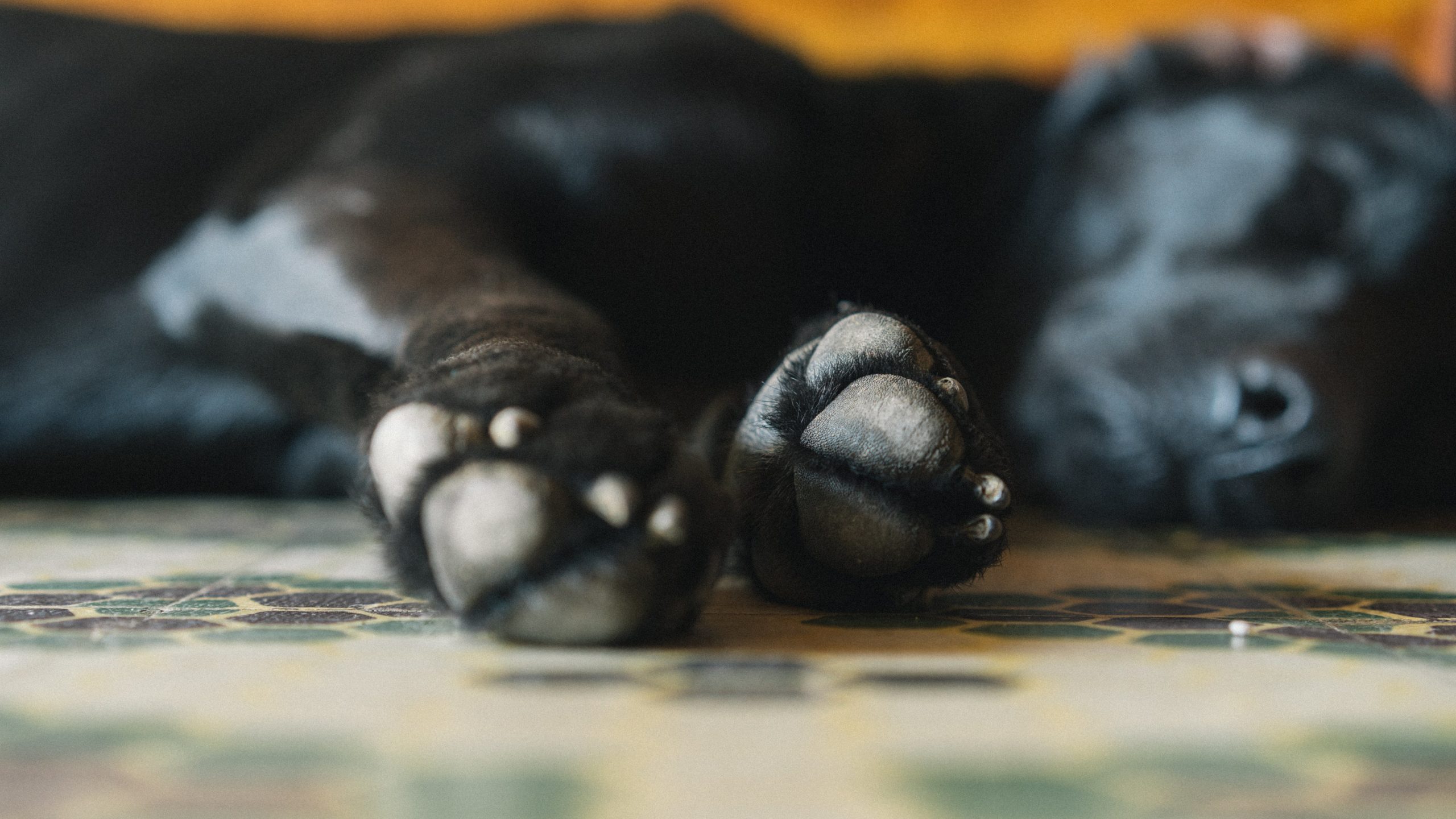 cocker spaniel crate