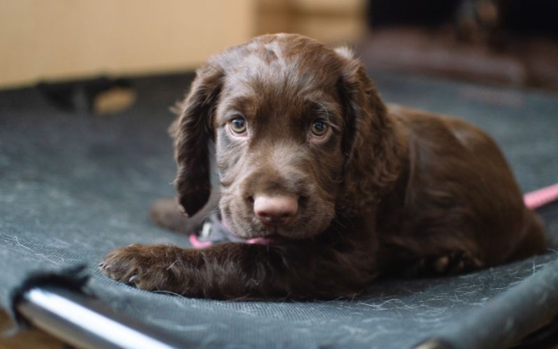 spaniel puppy food