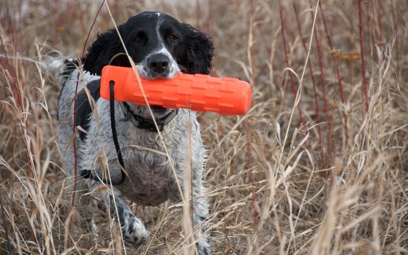 spaniel retrieving problems