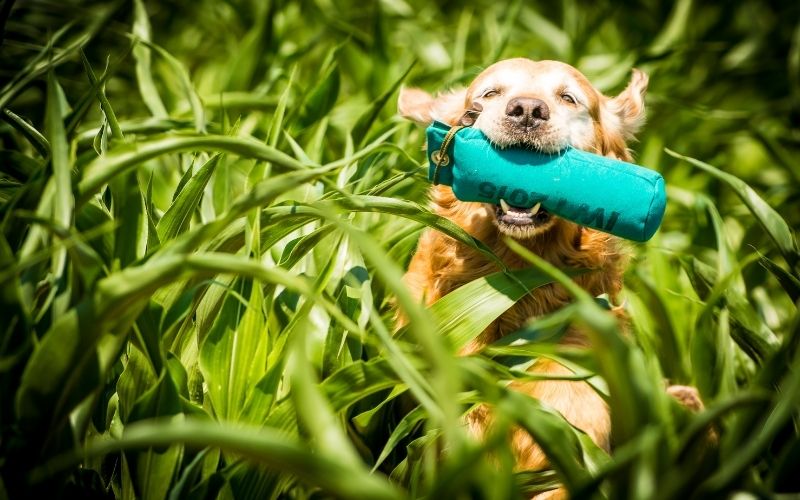 spaniel retrieving problems