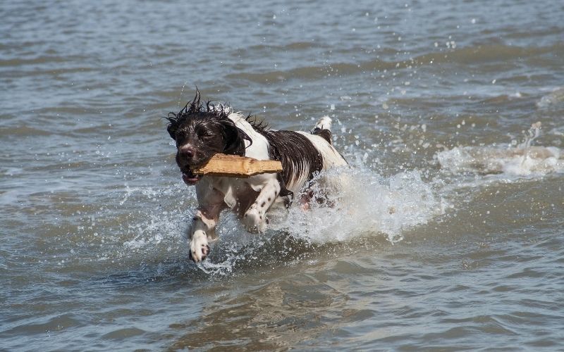 spaniel retrieving problems