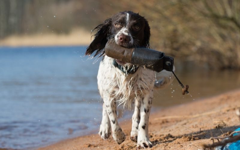 how do you teach a spaniel a blind retrieve