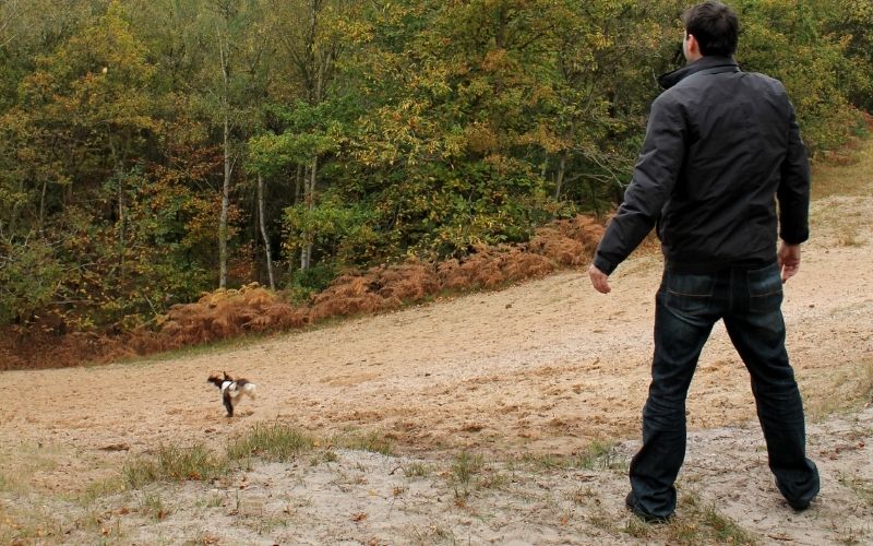 how do you teach a spaniel a blind retrieve