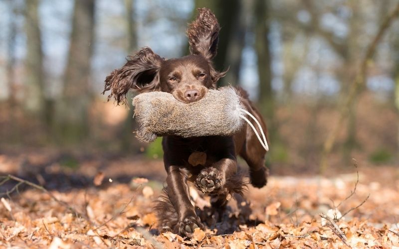 how do you teach a spaniel a blind retrieve