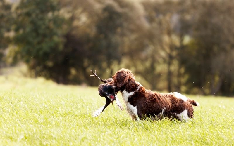 how to teach a spaniel a blind retrieve