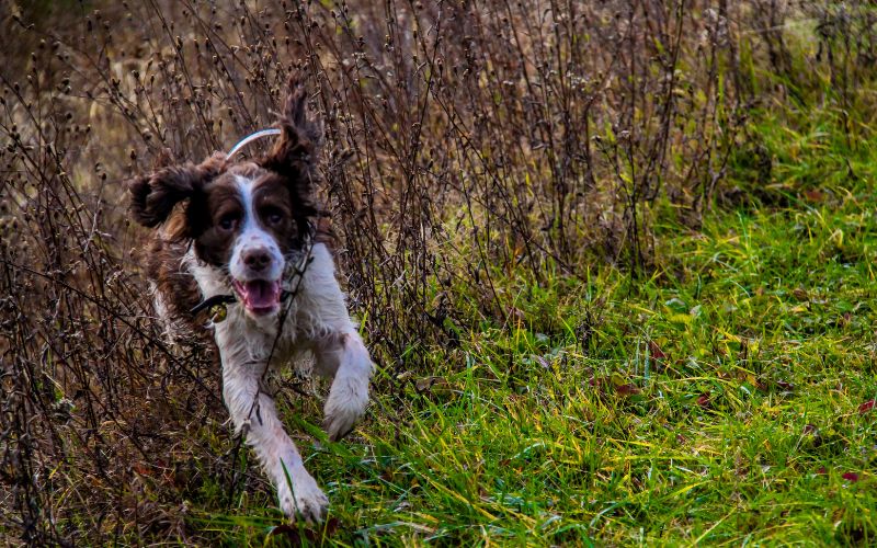 how to get a spaniel to stop on the whistle