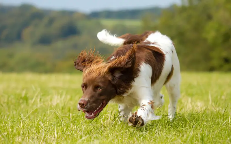how to get a spaniel to stop on the whistle