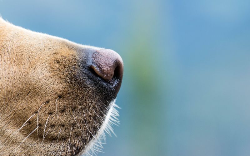 Working with a spaniel's sense of smell