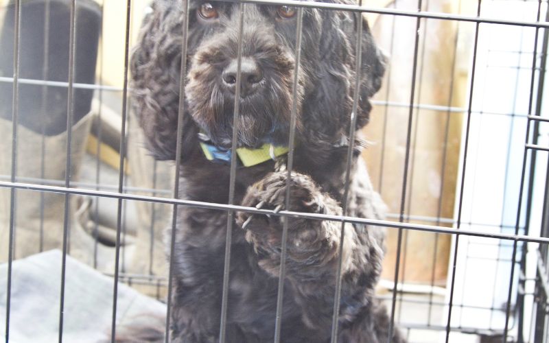 Cocker Spaniel Crate