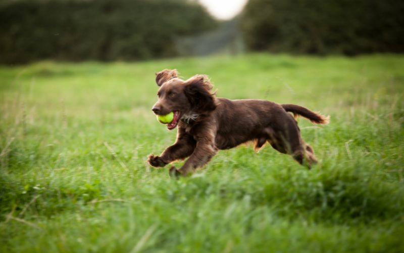 The Boykin Spaniel