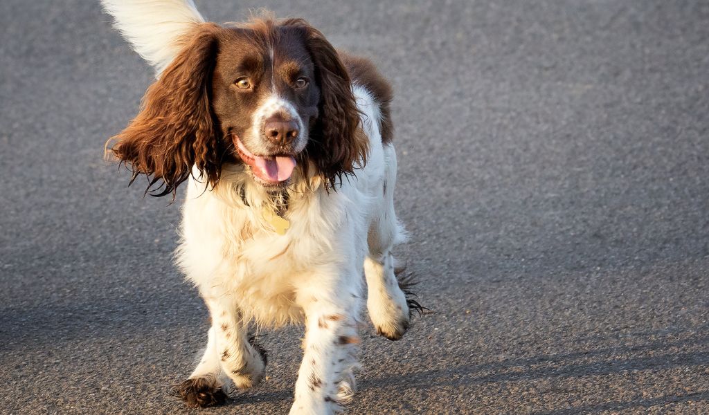 springer spaniels are great family dogs