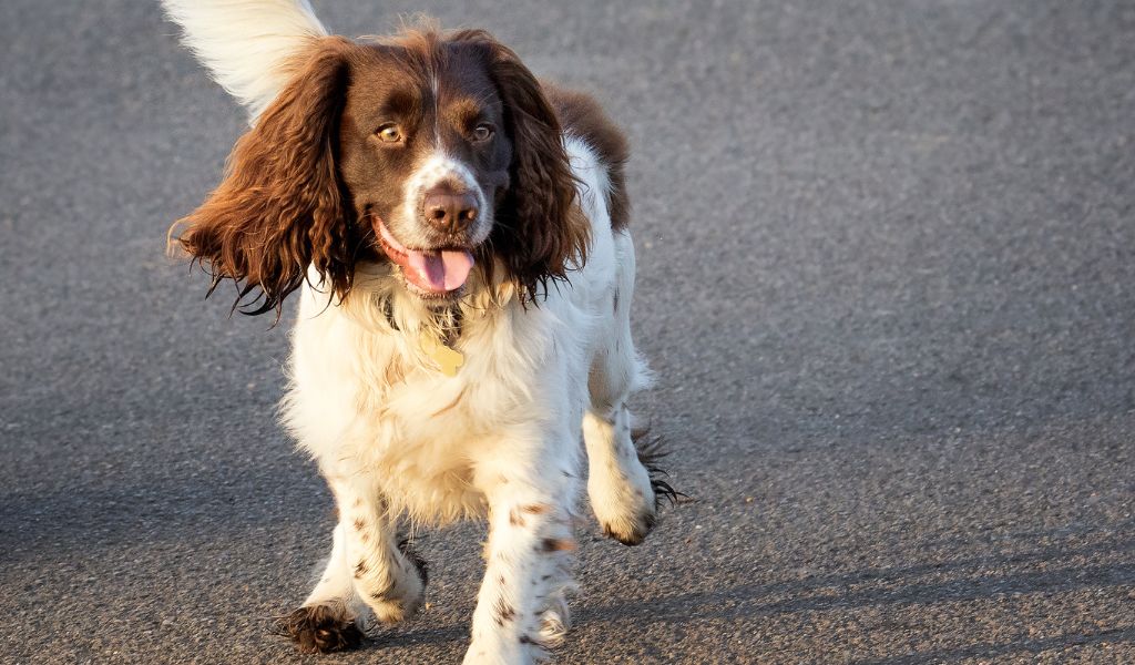 The English Springer Spaniel 3 springer spaniels are great family dogs