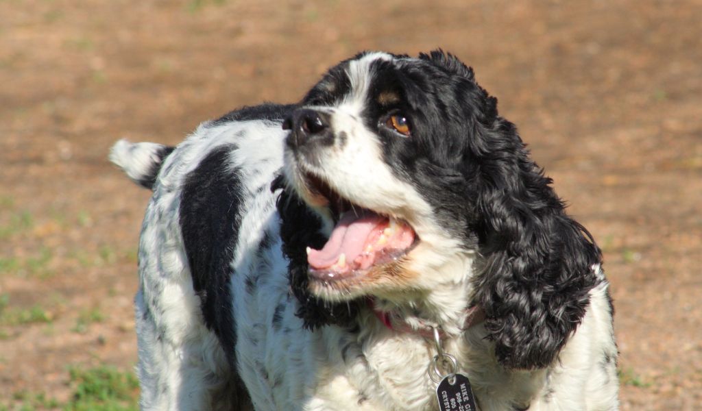 Why is my Cocker Spaniel howling Understanding the Reasons and Solutions.