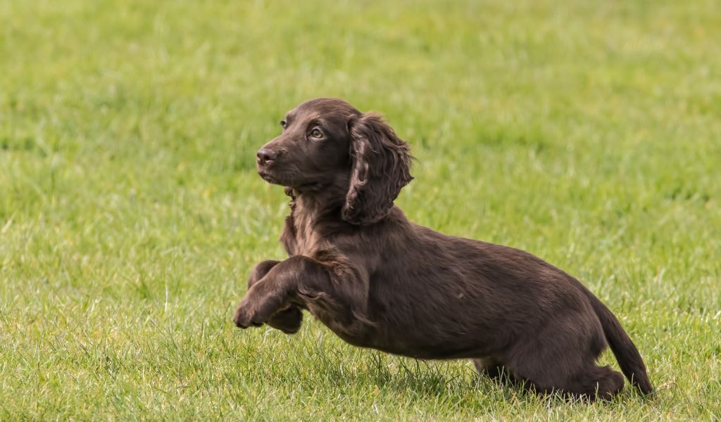 Cocker Spaniel Direction Training